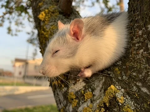 Rat gris et blanc installé sur le tronc d’un arbre